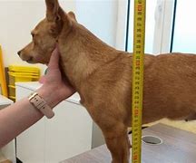 Image result for Measuring Device for Dog