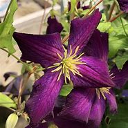 Image result for Happy Jack Clematis