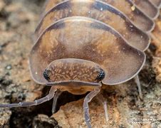 Image result for Dragon Isopods