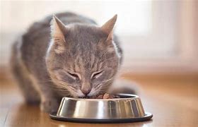 Image result for Cat Food Feed