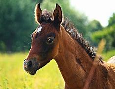 Image result for Thoroughbred Breed