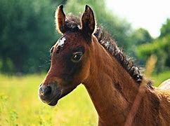 Image result for Thoroughbred Racehorse