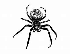 Image result for 6 Spider Image Black and White