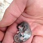 Image result for Show Me a Picture of the Smallest Animal in the World