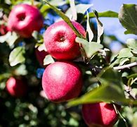 Image result for Local Apple