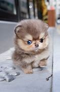 Image result for Micro Teacup Pomeranian Puppy