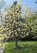 Image result for Yellow Butterfly Magnolia Tree