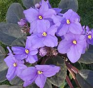 Image result for Purple Wikipedia