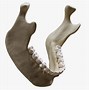 Image result for Human Jawbone