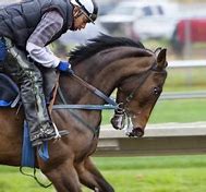 Image result for The Intimidator Racing Horse New Zealand