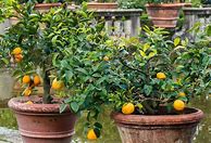 Image result for Patio Fruit Trees in Pots
