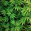 Image result for Cool Supreme Weed