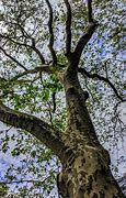 Image result for Sycamore Tree