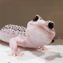 Image result for Lizard Aesthetic