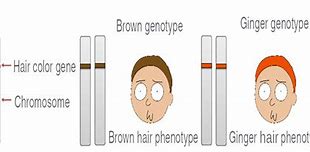Image result for Phenotype Clip Art