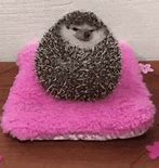 Image result for Hedgehog Eating Banana Meme