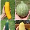 Image result for Types of Garden Squash