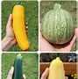 Image result for Types of Garden Squash