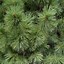 Image result for Pinus schwerinii Wiethorst