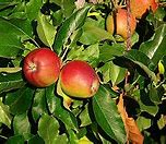 Image result for 23 Gala Apples