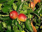 Image result for Gala Apple vs Pink Lady