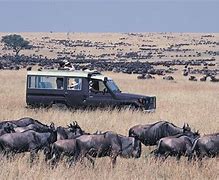 Image result for Maasai Mara Kenya