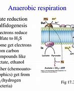 Image result for Anaerobic Respiration