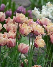 Image result for Tulipa La Belle Epoque
