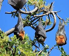 Image result for Big Bats in Australia