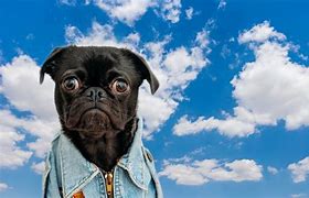 Image result for Professional Funny Virtual Background