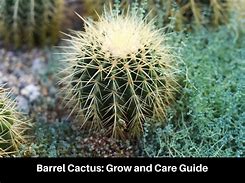 Image result for Barrel Cactus Care