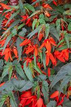 Begonia Bertinii boliviensis Santa Cruz 的图像结果