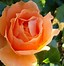 Image result for Rosa Just Joey