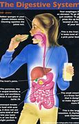 Image result for Common Digestive Diseases