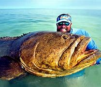 Image result for Biggest Grouper Fish