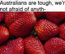 Image result for Funny Memes About Australia