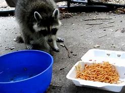 Image result for Funny Raccoon Eating