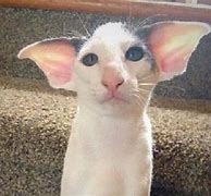 Image result for Funny Bug Ears