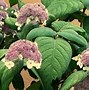 Image result for Hydrangea sargentiana