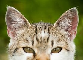 Image result for Cat Ear Cancer