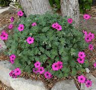 Image result for Geranium (cinereum group) Signal