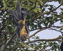 Image result for Fruit Bat Hanging On a Branch