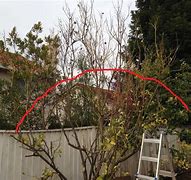 Image result for Pruning Lime Tree After Frost