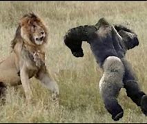 Image result for Dangerous Animals Fighting
