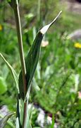 Image result for Ranunculus amplexicaulis