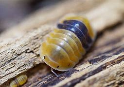 Image result for Baby Isopods