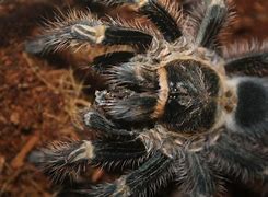 Image result for The Goliath Birdeater Spider