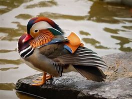 Image result for Mandarin Duck Breeders