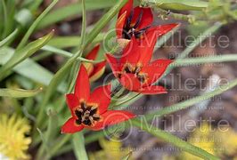 Image result for Tulipa Lizzy