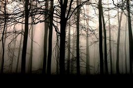 Image result for Dark Forest Photography Wallpaper